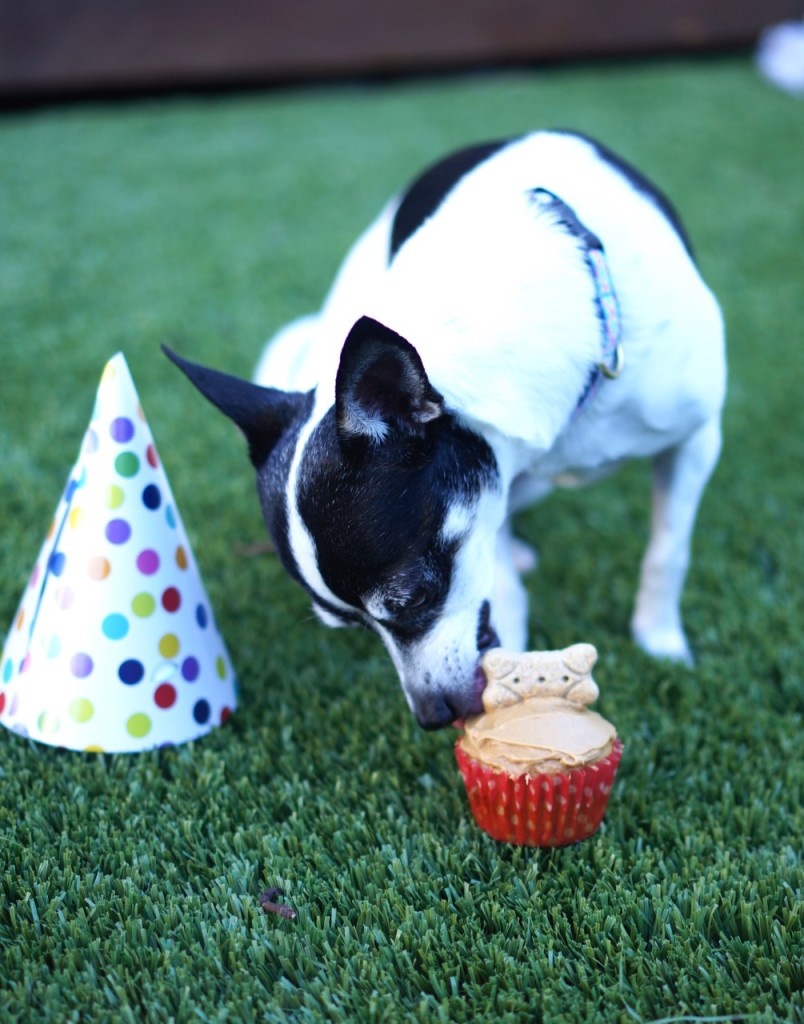 pupcakes